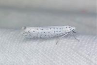 Yponomeuta evonymella