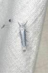 Yponomeuta evonymella