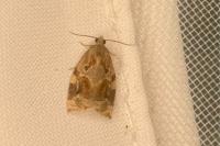 Archips xylosteana