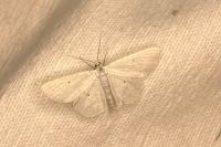 Scopula immutata