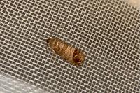 Cydia pomonella