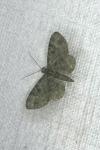 Pasiphila rectangulata