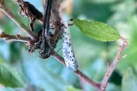 Yponomeuta irrorella