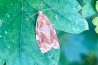 Archips xylosteana