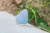 Celastrina argiolus