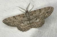 Hypomecis punctinalis