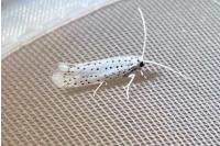 Yponomeuta evonymella