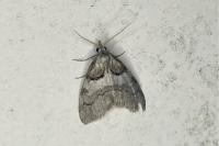 Nola cucullatella