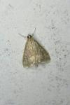 Ostrinia nubilalis