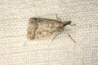 Eudonia pallida