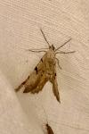 Macaria wauaria