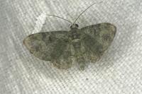 Pasiphila rectangulata