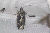 Zeiraphera isertana