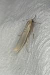 Manulea complana
