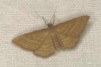 Idaea ochrata