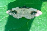 Ligdia adustata