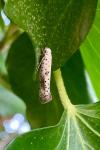Yponomeuta irrorella