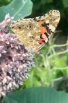 Vanessa cardui