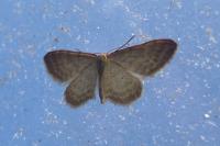 Idaea