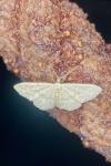 Idaea subsericeata