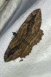 Philereme transversata