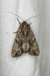 Apamea monoglypha