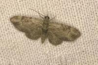 Pasiphila rectangulata