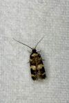 Oegoconia
