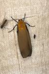 Lithosia quadra