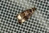 Endothenia
