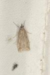 Eudonia pallida
