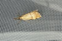 Chrysocrambus linetella