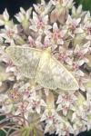 Patania ruralis