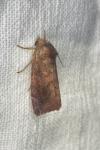 Cosmia pyralina