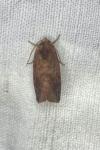 Cosmia pyralina