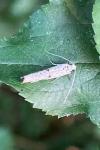 Yponomeuta plumbella