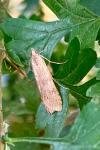 Nomophila noctuella