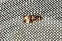 Endothenia