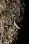 Plutella xylostella