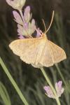 Patania ruralis