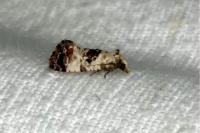 Cochylis hybridella