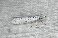Yponomeuta evonymella