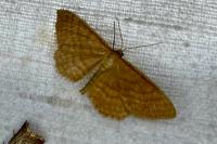 Idaea ochrata