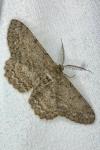 Hypomecis punctinalis