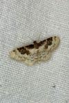 Idaea rusticata