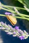 Thymelicus acteon