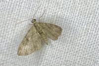 Pasiphila rectangulata