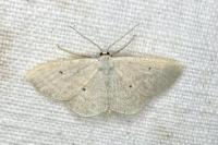 Scopula immutata