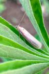 Oncocera semirubella