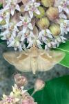 Macdunnoughia confusa